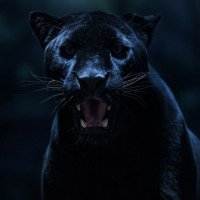 NATURE IN ACTION ๐ (@naturalcrey) 's Twitter Profile