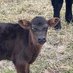 Hill Billy Cow (@mooonshinebilly) Twitter profile photo Hill Billy Cow (@mooonshinebilly) Twitter profile photo