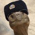 🐢Mitch McConnell Turtle 🐢 (@mitch_mc_turtle) Twitter profile photo 🐢Mitch McConnell Turtle 🐢 (@mitch_mc_turtle) Twitter profile photo