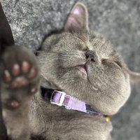 良い人生 (@bushidotohasi) 's Twitter Profile Photo