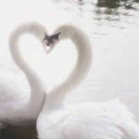 Yumeversity 🦢✨ (@yumeversity) 's Twitter Profile