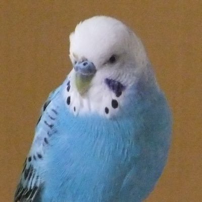 𝑻𝒐𝒌𝒖さんのプロフィール画像