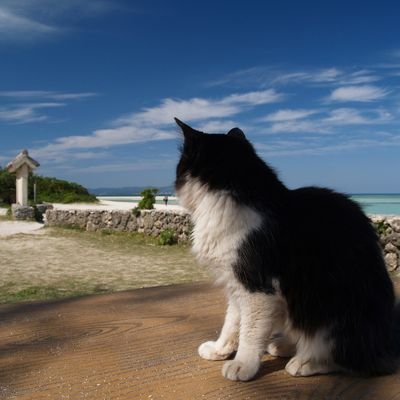 shio_daily_plus's profile picture. 楽天ルーム始めてみました🔰