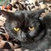 Katter (@cccpmiku) Twitter profile photo Katter (@cccpmiku) Twitter profile photo