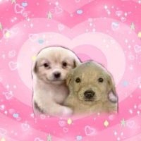 찰식이 (@protaantacp) 's Twitter Profile