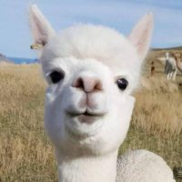 Alpaca ALL IN羊驼 (@alpacarunrun) 's Twitter Profile