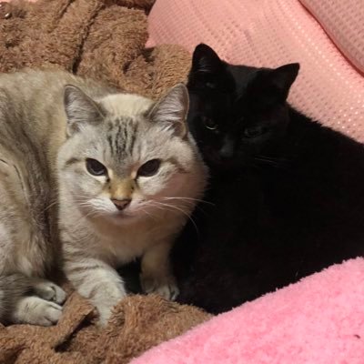 こんにちは。好奇心旺盛な60代後半のおばちゃんです🤭お猫様との生活は40年以上 。現在ベンガル黒ヤマト♂保護猫3匹らん♂テル︎︎ ♀ジジ︎︎ ♀ドタバタの日々。好きな物♡SF映画・海外ドラマ・となりのトトロ・名探偵コナン・夏目友人帳。ポケgoもゆるくやってます。無言フォロー失礼します🙏よろしくお願い致します🤗🍀