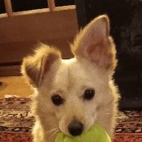Felipe. Tiny Dog w/Monkey Hands. (@monkeydoghands) 's Twitter Profile