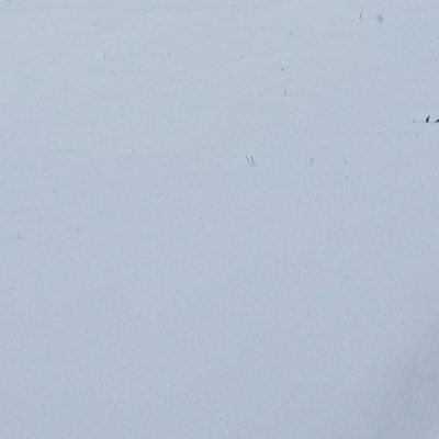 ItsScotOnly1T's profile picture. Sorry folk, but this place is run by a fascist fuckknuckle! Off to bluerskies🚫GQP 🚫MAGA. LGBTQ 🏳️‍🌈🏳️‍⚧️BLM 🇺🇦 Sláva Ukrayíni!