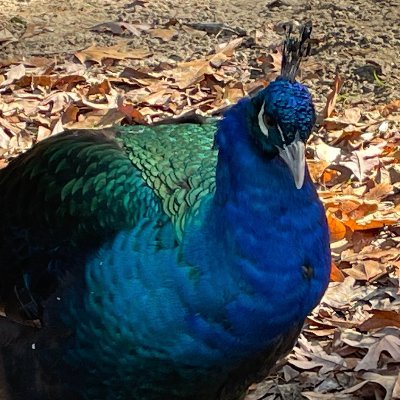 GooseMonster666's profile picture. 17  / Artist / Lots of hyper fixations