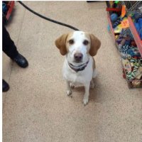 BirkenheadKennels (@fobkdogs) 's Twitter Profile
