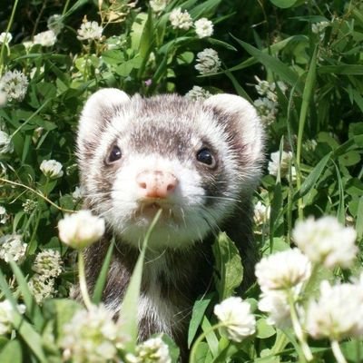 SoYTUSoMBrA_0's profile picture. ︵︵　 Damián !! 　　੭ 　18 - Age　   ˚.
ᘏ  Dibujante promedio / English - Spanish / 🇲🇽 /  he/him 🏳️‍⚧️