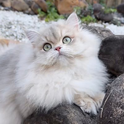 ACECATさんのプロフィール画像