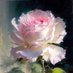 Jolanta (@jolanta1465478) Twitter profile photo Jolanta (@jolanta1465478) Twitter profile photo