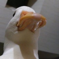 doğkın (@c1rkin0rd3k) Twitter profile photo