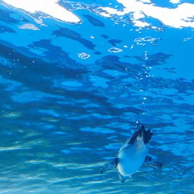 南華恋🐟さんのプロフィール画像