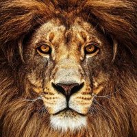 sağı solu belli olmayan kafası karışık biri (@rassecilious) 's Twitter Profile Photo