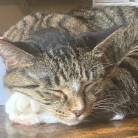 π°γ«γπ° (@a23c46) 's Twitter Profile