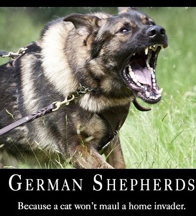 Importer / Trainer of Dogs for Law Enforcement and Personal Protection.  Importing the best Europe has to offer in German Shepherds and Malinois