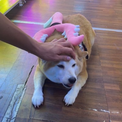 マンティスさんのプロフィール画像