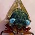 Cicada Trades (@cicadatrades) Twitter profile photo Cicada Trades (@cicadatrades) Twitter profile photo