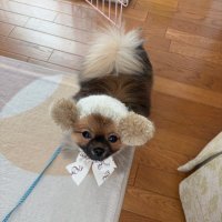 ほたてくん (@my_hotate_life) 's Twitter Profile