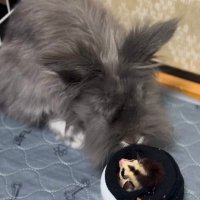 Aoi (@j0al4) 's Twitter Profile
