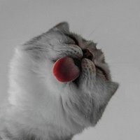 Momo (@marshamoooo) 's Twitter Profile