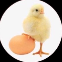 الصوص🐥 (@_soos4) 's Twitter Profile