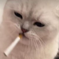Smoking kitty (@smoking_feline) 's Twitter Profile