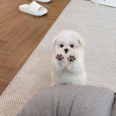If you like dogs, get one. It will give you all its love and affection.