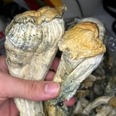 Magic Mushrooms 🍄
Helping the world 🌎
Spiritual and mental health 😴
Click the link below 👇🏻 to join our telegram page