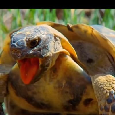JorgeHNTe's profile picture. Apenas