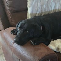 Charlie Boi (@therompinglab) 's Twitter Profile