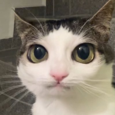 peprincedontcry's profile picture. 04 He/him INTJ (☄️) | @idontwanacry4U