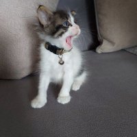 Metin Gültekin (@metingl41413711) 's Twitter Profile