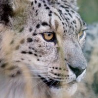 Svenne55 (@svenne55126526) 's Twitter Profile Photo