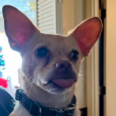 patti_wood33406's profile picture. #MAGA, Mother, wife, dog mom. 🇺🇸 No dm’s or video calls. Will block immediately.