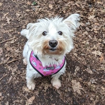 Living life one paw at a time 🐾
Westie by breed. Sassy by nature. Ruler of treats 🩷