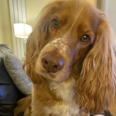 Bobbydue1's profile picture. Spurs Supporter, Semi Retired