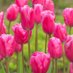 tulip 🌷 (@82tulip_fields) Twitter profile photo tulip 🌷 (@82tulip_fields) Twitter profile photo