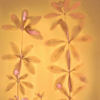 pescadosilvstre's profile picture. Ella ~ hago tatús 🧚🏼‍♂️ ig: fungitatu