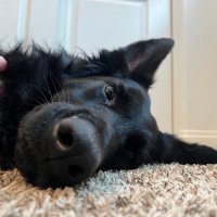 Trainer Bear (@imnotarealbear) 's Twitter Profile