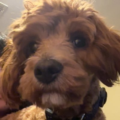 catrafmeow's profile picture. fart into the mic cuz i only spit gas