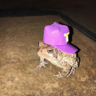 flyest toad on the solana chain… swamp drip# mr steal your girl toad style 2iSsxFrJCfgmqsGfsgTz8VXdryxVQ35YoZYtgcz3pump