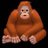 Mr. Orangutan avatar