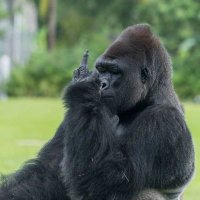 Manfred (@manfred9876) 's Twitter Profile