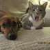 Susan Krutzler (@k9krutzler) Twitter profile photo