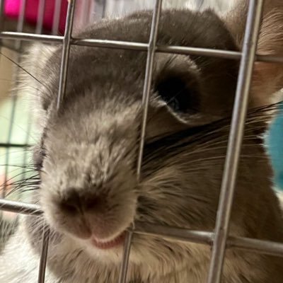 マッタリな大人です。動物が大好きです!皆様の動物さんのツイートで大事な家族達の飼育等の参考にさせていただいたり、癒されにきています。 チンチラさんやデグーさんその他諸々飼っています。 療養中の為、コメント、ツイート等マイペースです。たまに現れるUMAみたいなやつですが、宜しくお願いします。無言フォロー失礼致します。