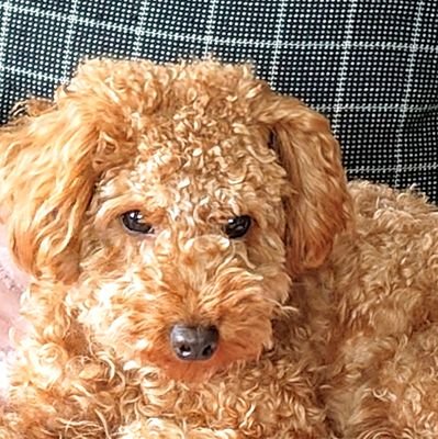 Cossa071962's profile picture. 